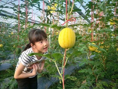 盛夏吃七瓜,夏日消暑七瓜盛宴